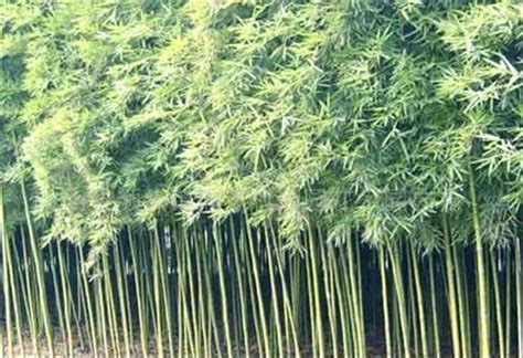 竹子 種類 1952年出生